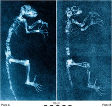 Darwinius radiographs