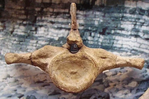 Colymbosaurus sacral vertebra