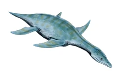 Leptocleidus | Fossil Wiki | Fandom