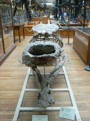 Front view of the skull and body of Sarcosuchus imperator, Muséum national d'Histoire naturelle, Paris