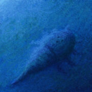 Hibbertopterus