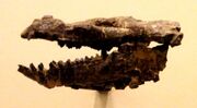 Homogalax tapirinus