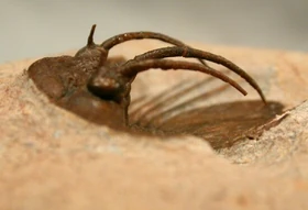  chlupaci hollardi  clearly showing the scimitar-shaped cephalic spines.