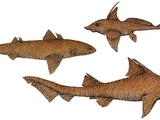 Shark evolution