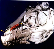  of the skull of Nanotyrannus.