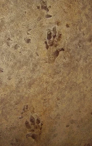  footprints in a  sandstone.