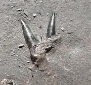 A tricuspid Orthacanthus tooth from Bolsovian shale at Whitehaven, Cumbria, England.