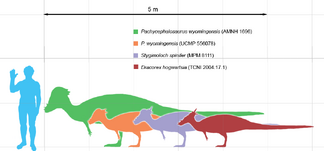 Pachycephalosaurus scale