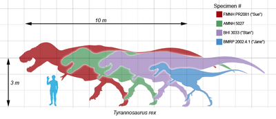 tyrannosaurus size comparison