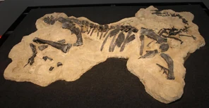 Skeleton of the closely related , a genus from 