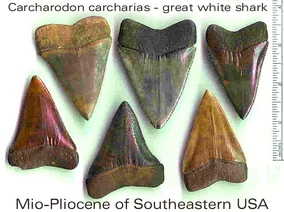 Carcharodon carcharias | Fossil Wiki | Fandom