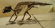 Baby Maiasaura skeleton from the , Toronto.