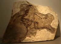 Yixianornis