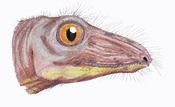  - an enigmatic synapsid from the Middle Permian of Russia.