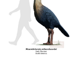 Mesembriornis