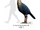 Mesembriornis