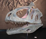 Cast of a Cryolophosaurus ellioti skull at the Australian Museum, Sydney.