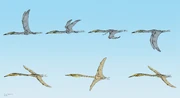 Artwork of Inabtanin flaps & Arambourgiania soars