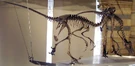 Two mounted Dromaeosaurus.