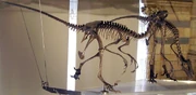 Dromaeosaurus group NHM2