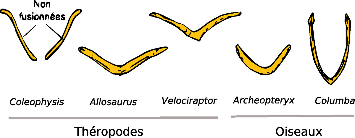 Solved 14. What is another name for the wishbone? a. Furcula