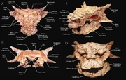 Annotated image of various views of the skull.