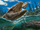 Acynodon