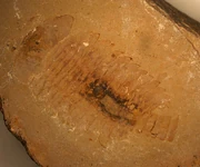  from the Chengjiang biota.  Notice the rust-coloured staining and enhanced preservation of the gut.