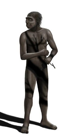 Homo erectus Steveoc 86