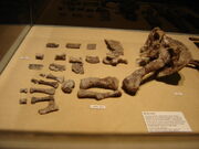 The fossilized leg bones of an aetosaur.