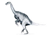 1980 in paleontology