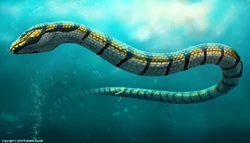 Rushelle-kucala-haasiophis