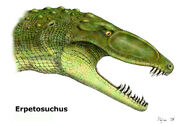 Erpetosuchus