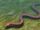 Ophiderpeton