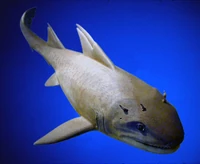 A 3-D model of  clearly showing the cephalic spines on it's head.