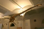 Thalassomedon