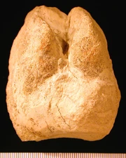 Cameloid footprint (convex hyporelief) from the Barstow Formation (Miocene) of Rainbow Basin, California.