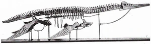 Mounted skeleton of the Holotype of Dolichorhynchops osborni (from Williston, 1903), in the University of Kansans Museum of Natural History.