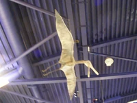 Istiodactylus latidens