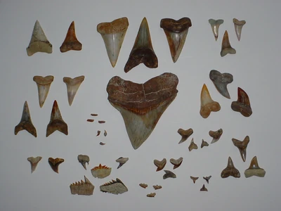 Overview of shark species found at STH.