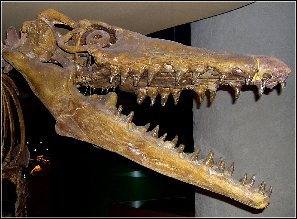 Mosasaur | Fossil Wiki | Fandom