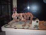 Dicynodont