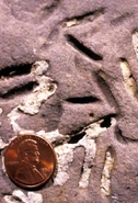 Petroxestes borings Ordovician.jpg (265 KB) Petroxestes borings in an Upper Ordovician hardground, southern Ohio; see Wilson and Palmer (2006).