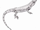 List of pelycosaurs