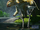 Zuniceratops