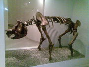 Zygomaturus tasmanicus