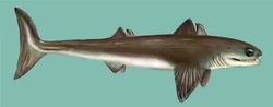 Artist's rendition of Cladoselache.