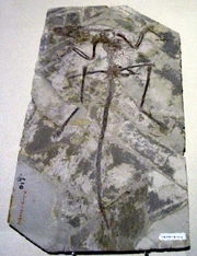 Microraptor zhaoianus fossil displayed in .