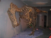 Allosaurus-Replikat-Sauriermuseum