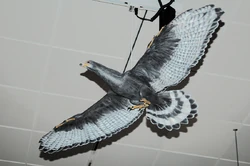 Model of , a short-legged Early Cretaceous bird the size of a large grouse which probably fed on fruit and nuts.